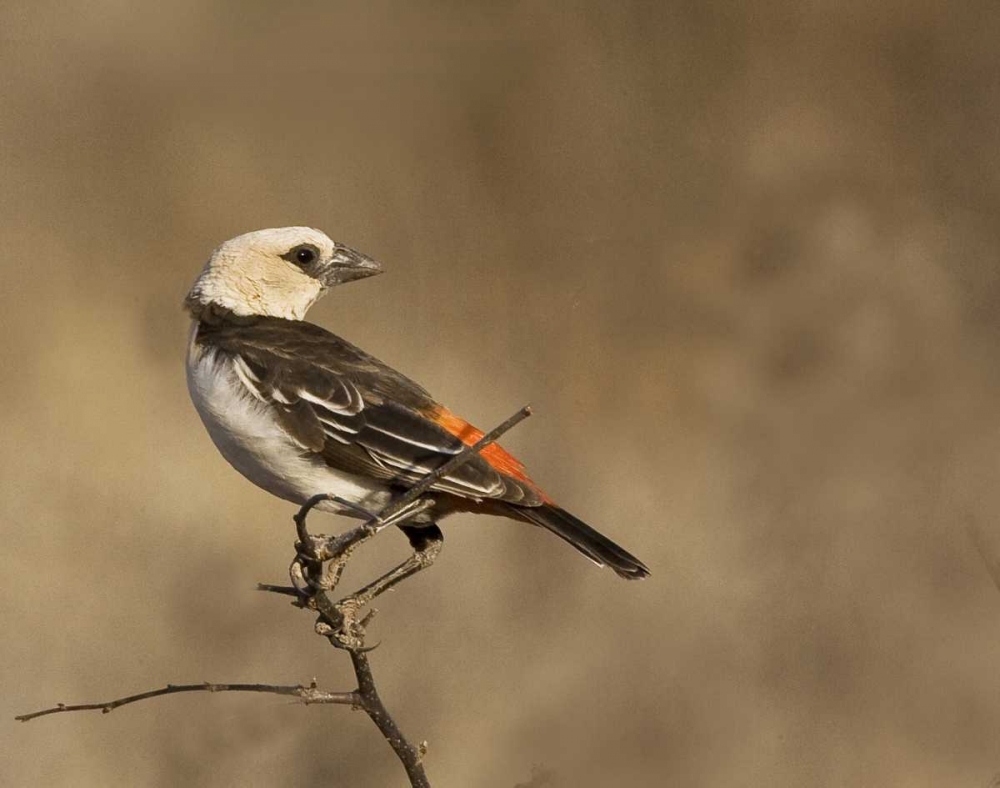 Kenya White-headed buffalo weaver on limb